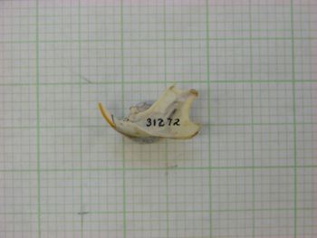 Media type: image;   Mammalogy 31272